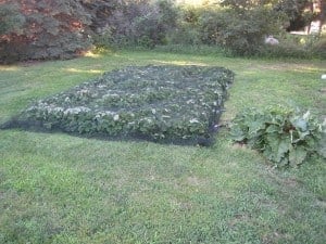 Dad's Strawberry Patch